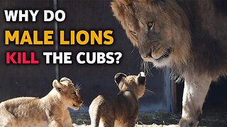 WHY DO MALE LIONS KILL THEIR CUBS? -HD | MALE INFANTICIDE| WILD LIFE
