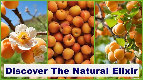 Transform Your Skincare Routine With Apricot Oil: Unveil Your Natural Beauty