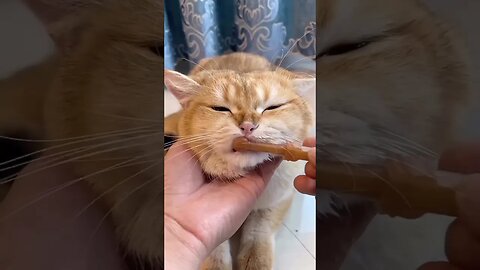 Cute Kitten Brushing Her Teeth