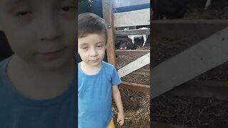 Davi vendo as vacas