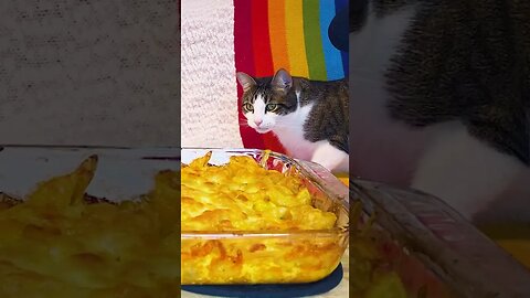 !SOUND ON! BUBBLING MAC N CHEESE + a Cat