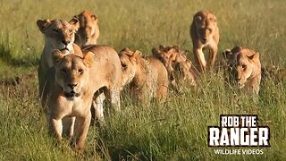 Lion Mega-Pride Out For A Stroll | Maasai Mara Safari | Zebra Plains