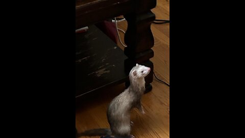 DIY ferret toy