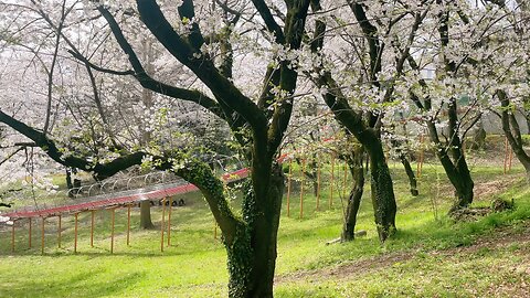 🌿Would you like to go for an early morning walk in spring?