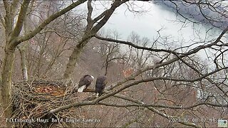 Hays Eagles Early Morning Mating 2023 02 08 744AM