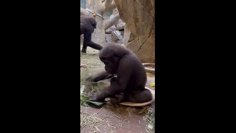 Baby Gorilla Takes Ride On 'Sit And Spin' Toy At Texas Zoo