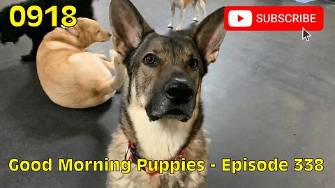 [0918] GOOD MORNING PUPPIES - EPISODE 338 [#dogs #doggos #doggos #puppies #dogdaycare]