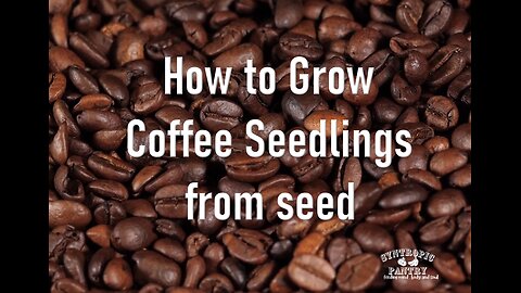 How to Grow Coffee from Seed