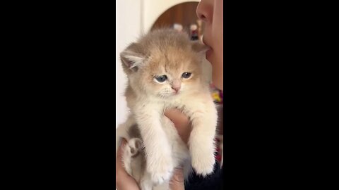 kitten 🐾