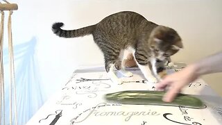 Cat's Reaction to Cucumber, Cat vs Cucumber