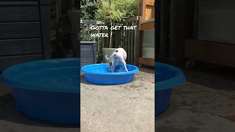 Dog vs Pool