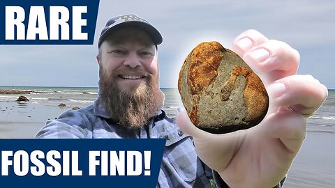 I found a rare fossil from an ancient whale! Fossil hunting adventure on the South Island