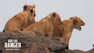 Black Rock Lion Pride At The Black Rocks | Maasai Mara Safari | Zebra Plains