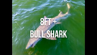 Catching an 8+ Foot Bull Shark in Florida during #sharkweek
