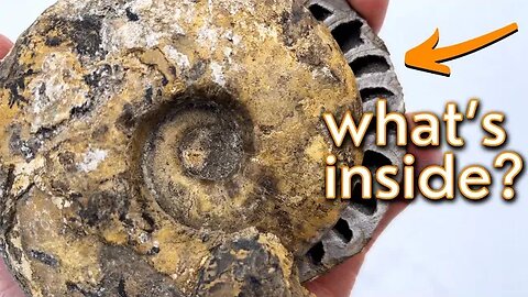 Cutting AMMONITE fossils open | Unexpected CRYSTALS inside!