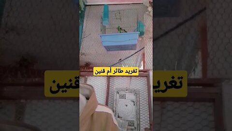 تغريد طائر أم قنين أو الحسون روعة