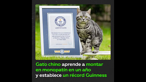 Gato ‘skater’ marca un récord al recorrer 10 metros en 13 segundos