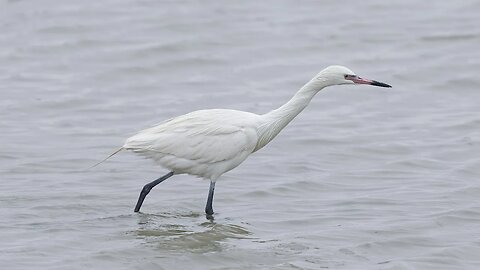 Prowling Reddish Egret, Sony A1/Sony Alpha1, 4k