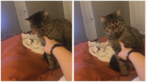 Respectful Cats: Watch as a Cat Stops Humans from Touching Them