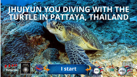 🤿 jhujyun you diving with the turtle in pattaya, Thailand