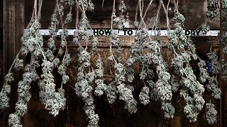 How to Dry Weed Perfectly – Easy Guide to Hang Drying Cannabis