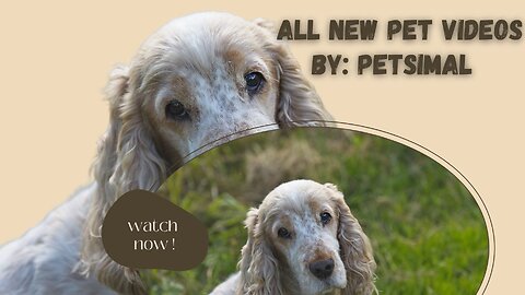 Cute and Furry: A Pet Video Compilation💗❣🙃