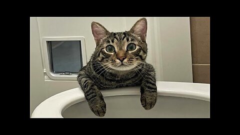 Baby Cats Cute and Funny Cat Videos Compilation 25 Aww Animals