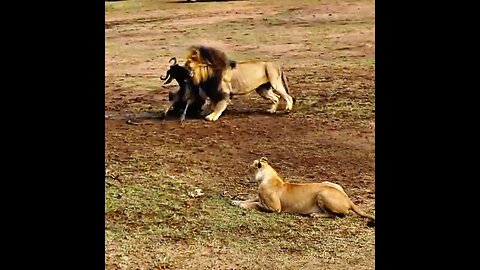 Male Lion Shows Lioness How to Hunt Wildebeast
