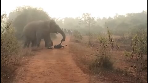 elephants attack