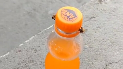 2 Bees Opening A Bottle