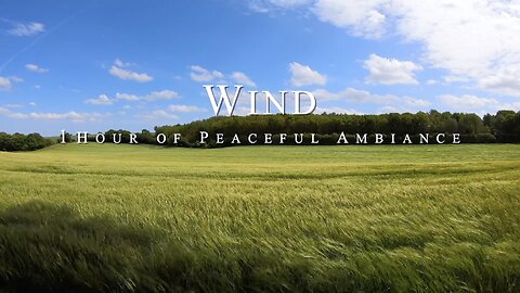 Ambience: Peaceful Wind Across a Flowing Green Field - A Tranquil and Relaxing Nature Soundscape