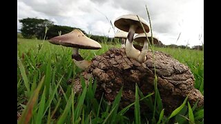 Wild Psilocybe Mushroom Hunting in Florida