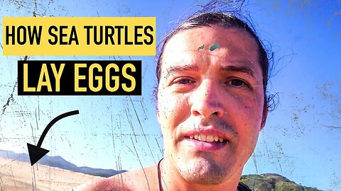 HOW SEA TURTLES LAY EGGS | Marine Biology | Alex Beldi