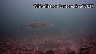 Whitefish on Larsons Reef