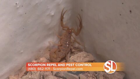 How to keep scorpions OUT of your house with Scorpion Repel