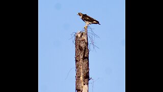 Beautiful red tail hawk guards it’s nest