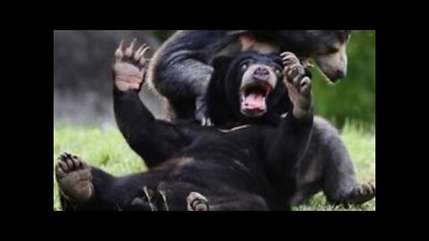 Wild animals can be even funnier than pets - Funny wild animals compilation