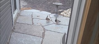 The ducks come to the back door