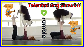 Cute dog showoff his Balance ❤️ Watch Now!