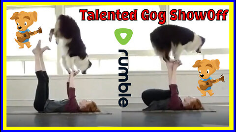 Cute dog showoff his Balance ❤️ Watch Now!