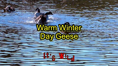 Warm Winter Day Geese