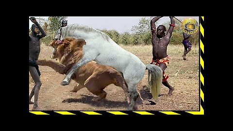 Watch a horse in an unusual scene, the horse breeding with the lion ؟؟