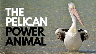 The Pelican Power Animal