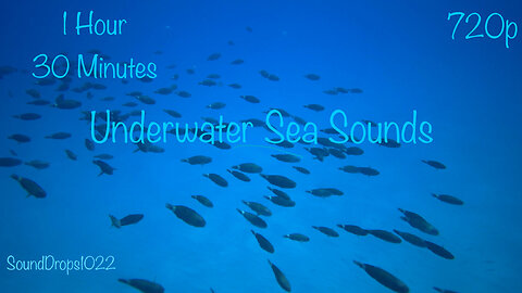 Accomplish Work With 1 Hour And 30 Minutes Of Underwater Sea Sounds