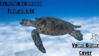 Vocal Guitar Cover - Breaking Benjamin : Natural Life