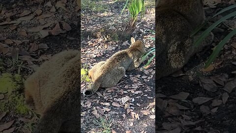 Frankie Bobcat says, "Oh, these spices smell sooo good!"