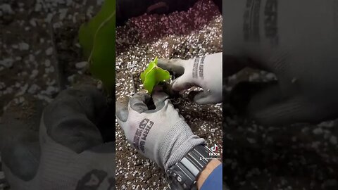 How To Root Dragon Fruit Cuttings!!