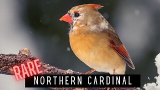 AT OUR FEEDERS: A RARE Partially Leucistic Female Cardinal