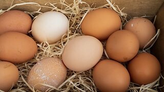Egg Prices Soar as Chickens Killed, Feed Tainted