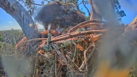 Time-Lapse at The Nest 2/8/2023
